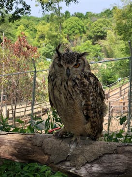 しろとり動物園に投稿された画像（2022/5/28）