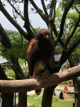 しろとり動物園に投稿された画像（2022/5/28）