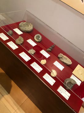 国立科学博物館　特別企画展「ポケモン化石博物館」に投稿された画像（2022/5/28）