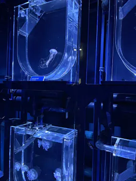 すみだ水族館に投稿された画像（2022/5/28）