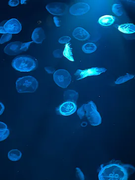 すみだ水族館に投稿された画像（2022/5/28）