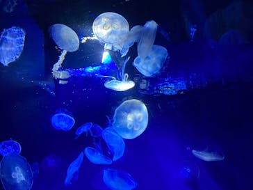 サンシャイン水族館に投稿された画像（2022/5/28）