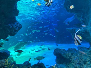サンシャイン水族館に投稿された画像（2022/5/28）