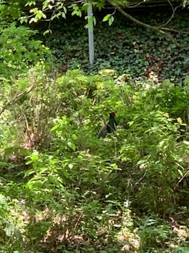 六甲高山植物園に投稿された画像（2022/5/28）