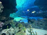 サンシャイン水族館に投稿された画像（2022/5/28）