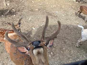 那須サファリパークに投稿された画像（2022/5/28）