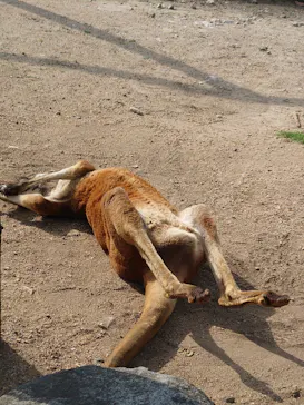 神戸どうぶつ王国に投稿された画像（2022/5/28）