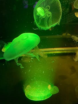 京都水族館に投稿された画像（2022/5/28）