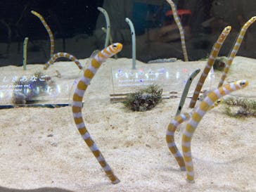 京都水族館に投稿された画像（2022/5/28）