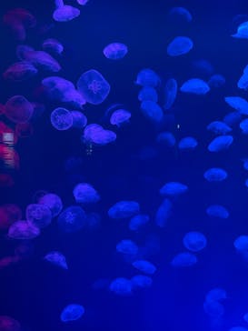 大分マリーンパレス水族館 「うみたまご」に投稿された画像（2022/5/28）