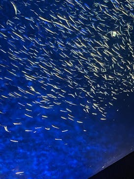 大分マリーンパレス水族館 「うみたまご」に投稿された画像（2022/5/28）