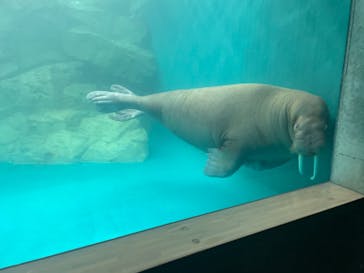 大分マリーンパレス水族館 「うみたまご」に投稿された画像（2022/5/28）