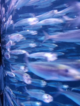 登別マリンパークニクスに投稿された画像（2022/5/29）