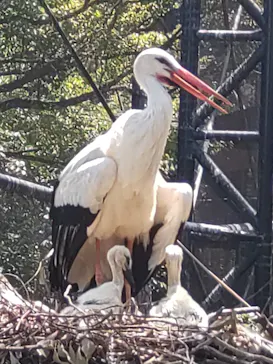 天王寺動物園に投稿された画像（2022/5/29）