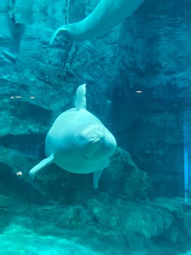 名古屋港水族館に投稿された画像（2022/5/29）