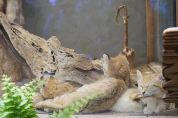 神戸どうぶつ王国に投稿された画像（2022/5/29）