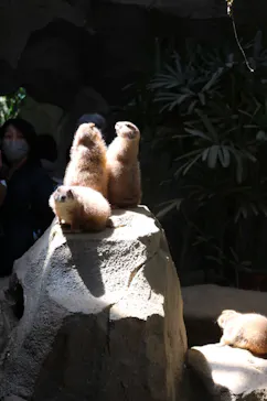 神戸どうぶつ王国に投稿された画像（2022/5/29）