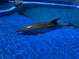 大分マリーンパレス水族館 「うみたまご」に投稿された画像（2022/5/29）