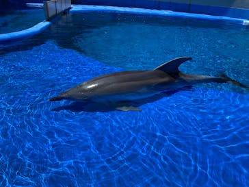 大分マリーンパレス水族館 「うみたまご」に投稿された画像（2022/5/29）