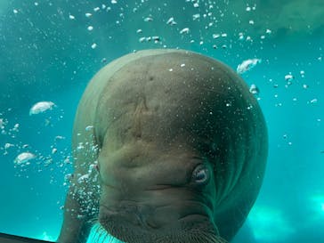 大分マリーンパレス水族館 「うみたまご」に投稿された画像（2022/5/29）