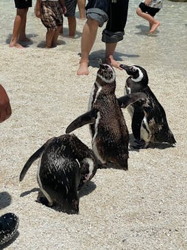 大分マリーンパレス水族館 「うみたまご」に投稿された画像（2022/5/29）