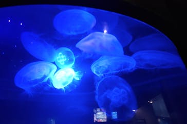 串本海中公園水族館に投稿された画像（2022/5/29）