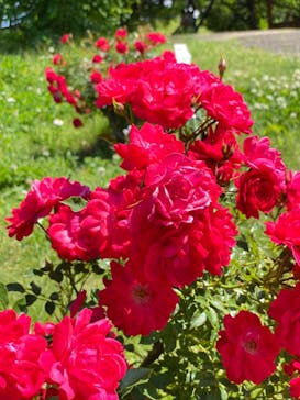 いばらきフラワーパークに投稿された画像（2022/5/29）