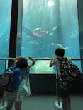 下田海中水族館に投稿された画像（2022/5/29）