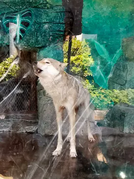 天王寺動物園に投稿された画像（2022/5/29）