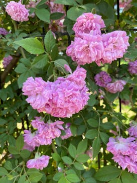 いばらきフラワーパークに投稿された画像（2022/5/29）