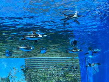 サンシャイン水族館に投稿された画像（2022/5/29）