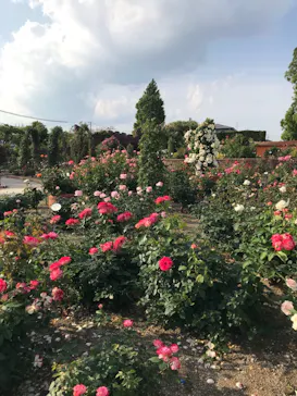 ひらかたパークに投稿された画像（2022/5/29）