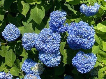 ニューヨークランプミュージアム＆フラワーガーデンに投稿された画像（2022/5/29）