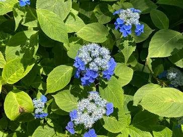 ニューヨークランプミュージアム＆フラワーガーデンに投稿された画像（2022/5/29）