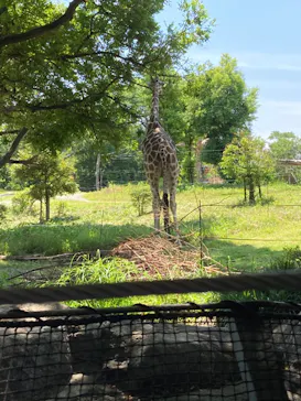 天王寺動物園に投稿された画像（2022/5/29）