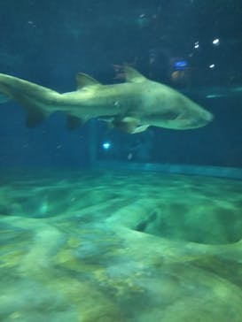 アクアワールド茨城県大洗水族館に投稿された画像（2022/5/29）