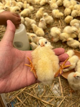 しろとり動物園に投稿された画像（2022/5/29）