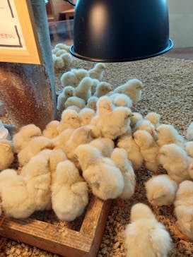 Moff animal cafe 小田原ダイナシティ店に投稿された画像（2022/5/29）