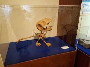 国立科学博物館　特別企画展「ポケモン化石博物館」に投稿された画像（2022/5/29）
