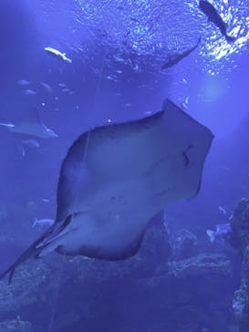 京都水族館に投稿された画像（2022/5/29）
