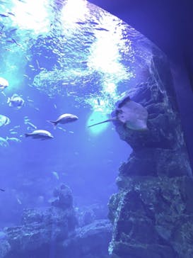 京都水族館に投稿された画像（2022/5/29）