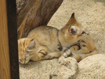 神戸どうぶつ王国に投稿された画像（2022/5/29）