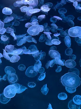 すみだ水族館に投稿された画像（2022/5/29）