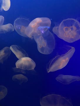 新江ノ島水族館に投稿された画像（2022/5/29）