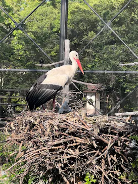 天王寺動物園に投稿された画像（2022/5/29）