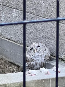 天王寺動物園に投稿された画像（2022/5/29）