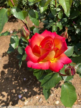 いばらきフラワーパークに投稿された画像（2022/5/29）