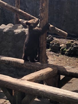のぼりべつクマ牧場に投稿された画像（2022/5/29）