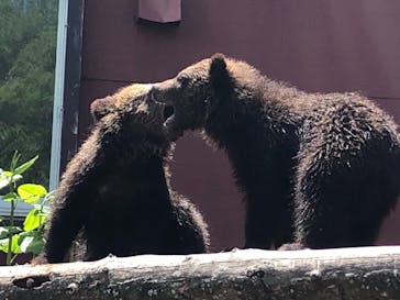 のぼりべつクマ牧場に投稿された画像（2022/5/29）