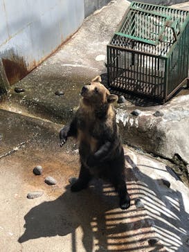 のぼりべつクマ牧場に投稿された画像（2022/5/29）